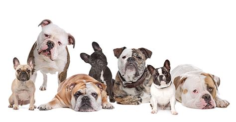 dogs that are similar to bulldogs
